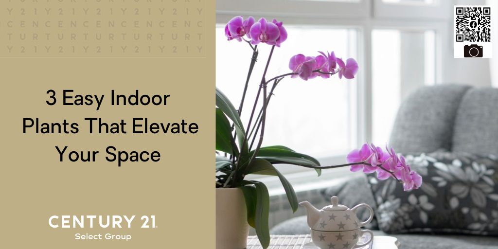 3 Easy Indoor Plants To Elevate Your Space