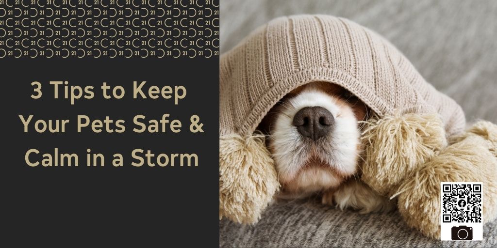 3 Tips to Keep Your Pets Safe and Calm in a Storm