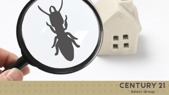 4 Signs That Pests Are Damaging Your Home