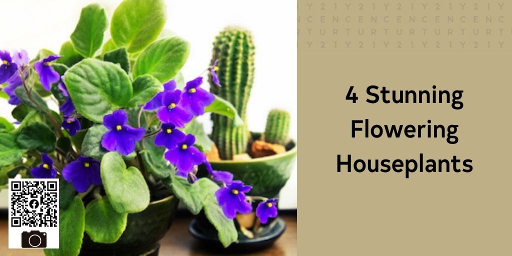 Four Stunning Flowering Houseplants