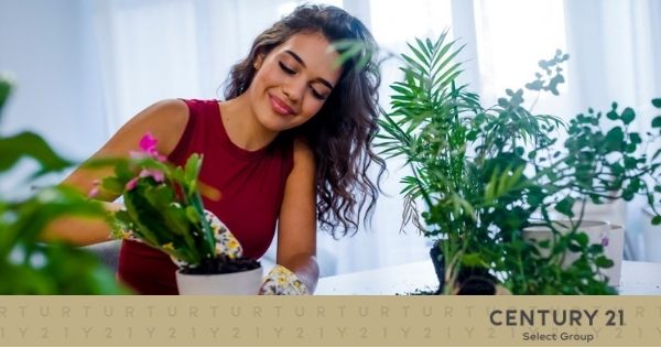 5 Tips for Keeping Healthy Houseplants