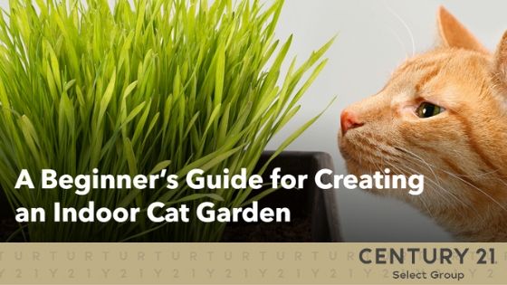 A Beginner’s Guide for Creating an Indoor Cat Garden