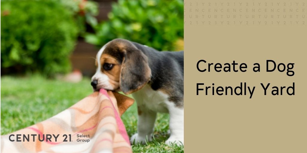 Create a Dog Friendly Yard and Keep Your Lawn and Pet Happy