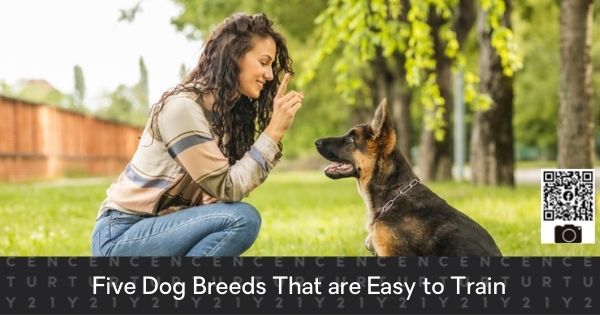 Five Dog Breeds That are Easy to Train