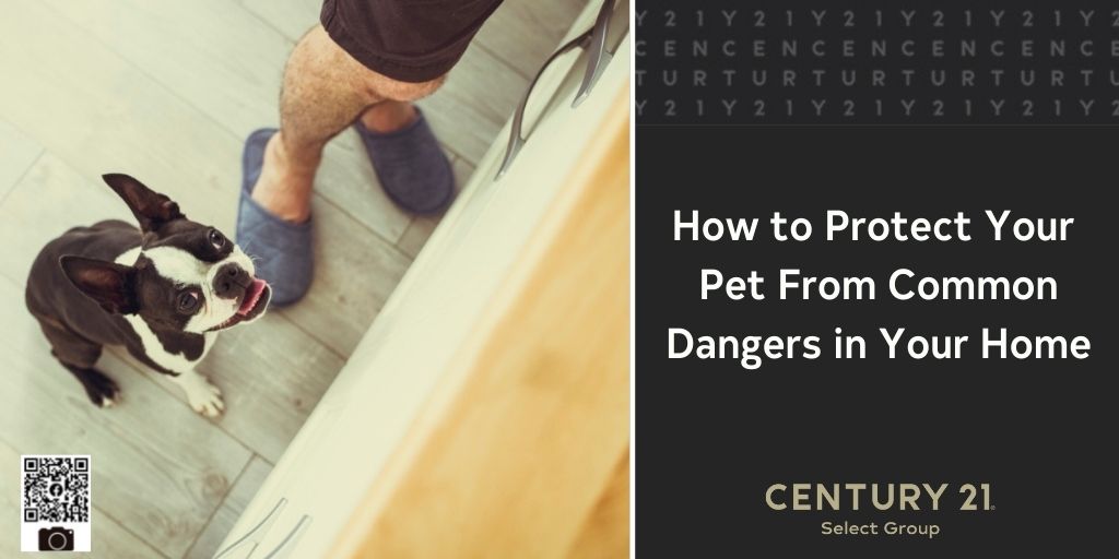 How to Protect Your Pet From Common Dangers in Your Home
