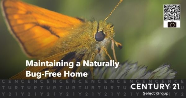 Maintaining a Naturally Bug-Free Home