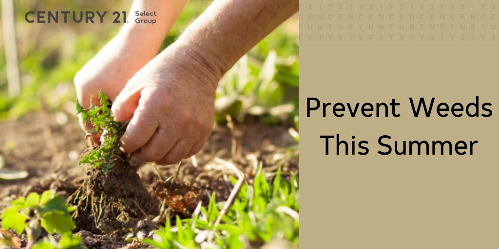 Prevent Weeds This Summer