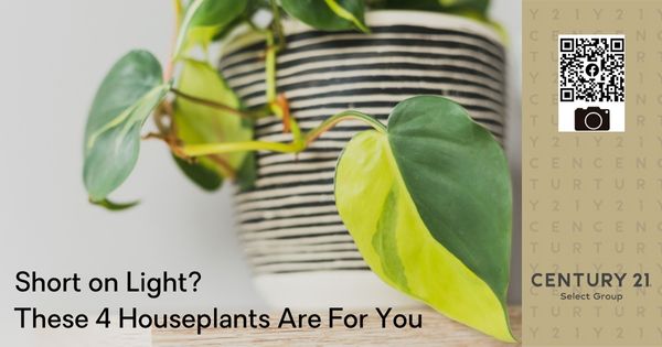 Short on Light? These 4 Houseplants Are For You