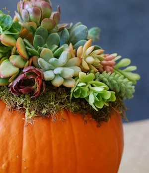 Pumpkin-Succulent-Arrangement-simplyhappenstance.webp