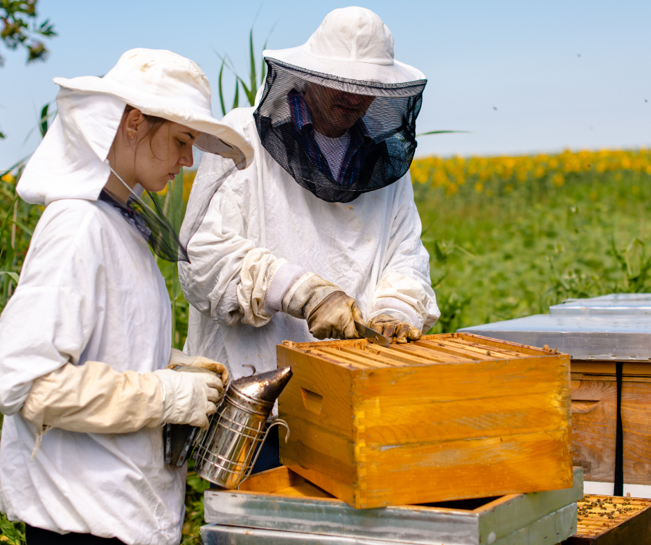 The Buzz About Beekeeping: Why Beekeeping is Essential for Minnesota's Ecosystem