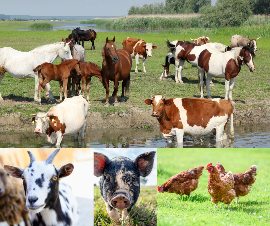 The Art of Animal Husbandry: A Guide to Raising Healthy and Happy Animals on Your Hobby Farm