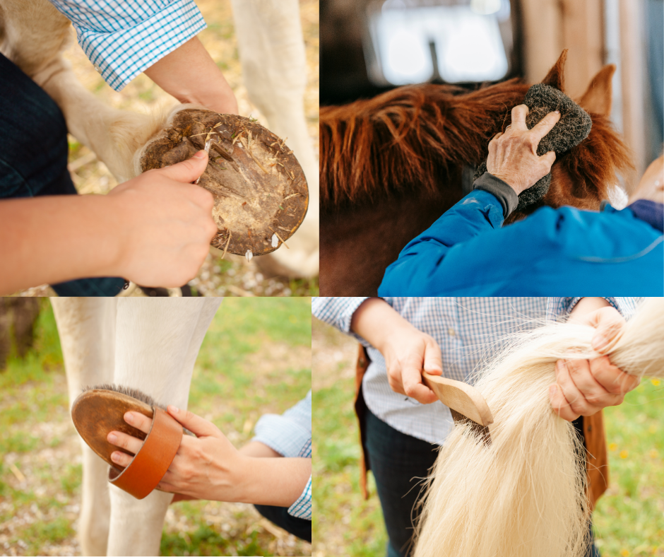 Caring for Your Horses: Tips for Keeping Your Horses Healthy and Happy