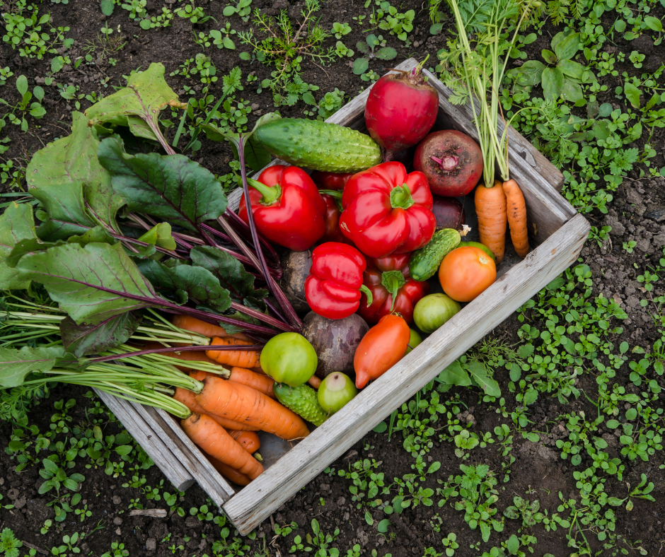 Your Guide for 10 Thriving Vegetables for Your Minnesota Hobby Farm