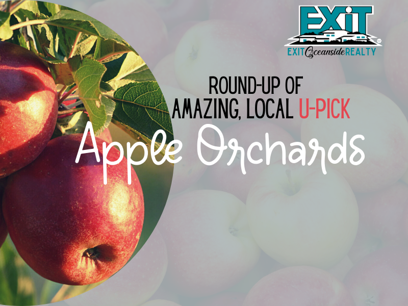 Awesome Local U-Pick Apple Orchards