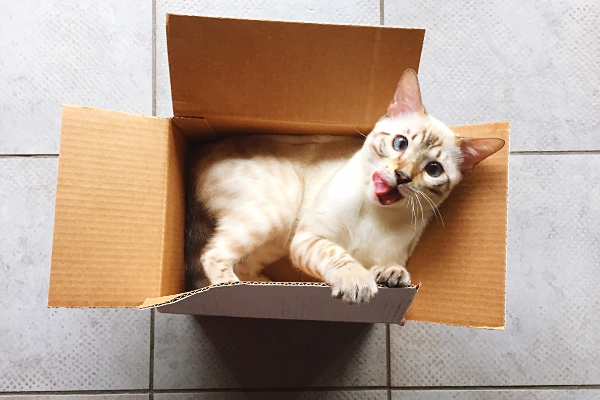 Tips for Moving with Pets Pt.3: Helping Your Pet Adjust