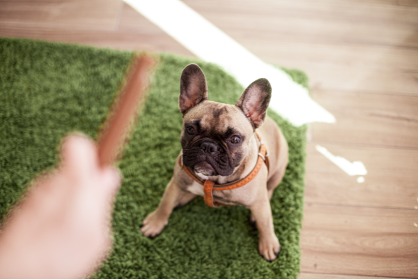 use treats and attention to create positive associations with your pet's new home