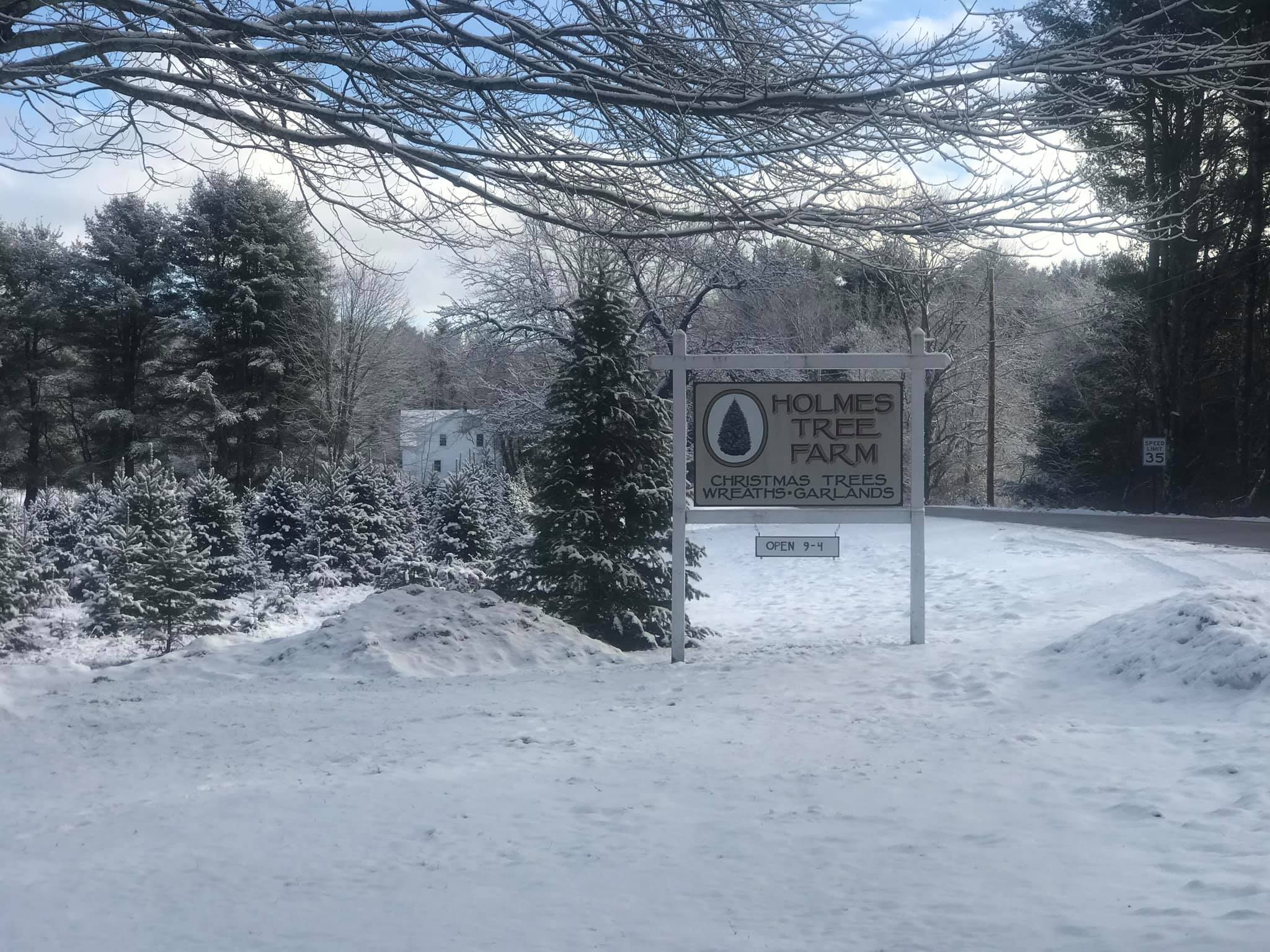 Best Places To Purchase A Christmas Tree Near Wells, Maine